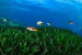 World Seagrass Day 2023