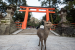 Fact Sheet: Sika Deer