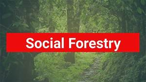 Social forestry