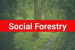 Social forestry