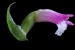 Spiranthes hachijoensis