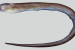 Tamil Nadu Brown Moray