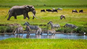Wild life