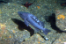 New Research Findings: Black Rockfish Larvae Thrive in Warmer Oceans