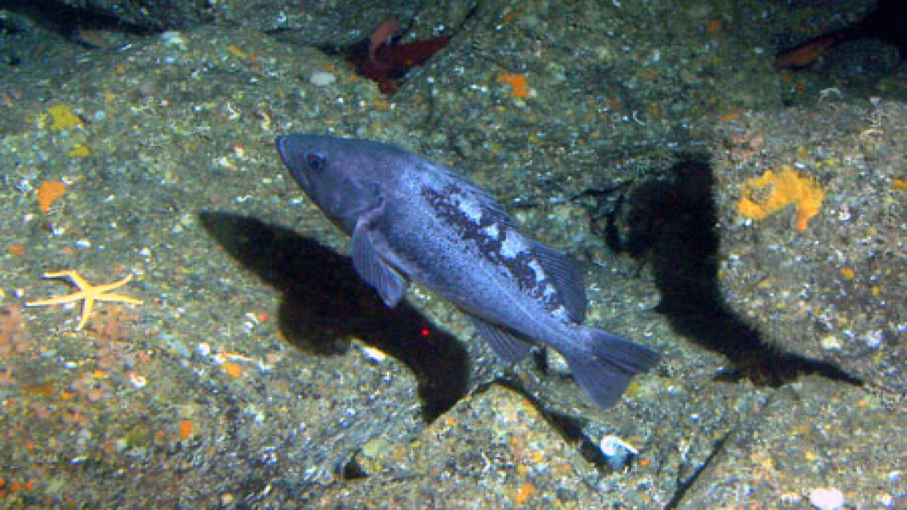 New Research Findings Black Rockfish Larvae Thrive in Warmer Oceans