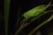 Three New Species of Bush Crickets