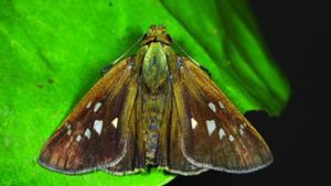 Caltoris bromus sadasiva