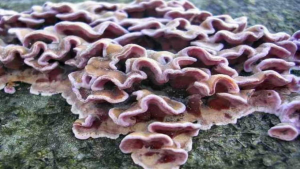 What is Chondrostereum purpureum?