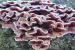 What is Chondrostereum purpureum?