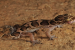 Coastal Kerala Geckoella