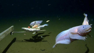 Izu-Ogasawara Trench and the Finding of the Deepest Fish