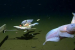 Izu-Ogasawara Trench and the Finding of the Deepest Fish