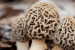 Morel Mushroom