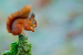 Squirrelpox Virus in Wales