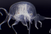 Tripedalia maipoensis