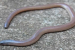 Barkudia Limbless Skink