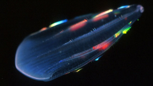 Comb Jellies and Their Unique Neurons