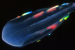 Comb Jellies and Their Unique Neurons