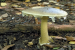 Death Cap Mushroom