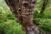 Great Grandfather Tree