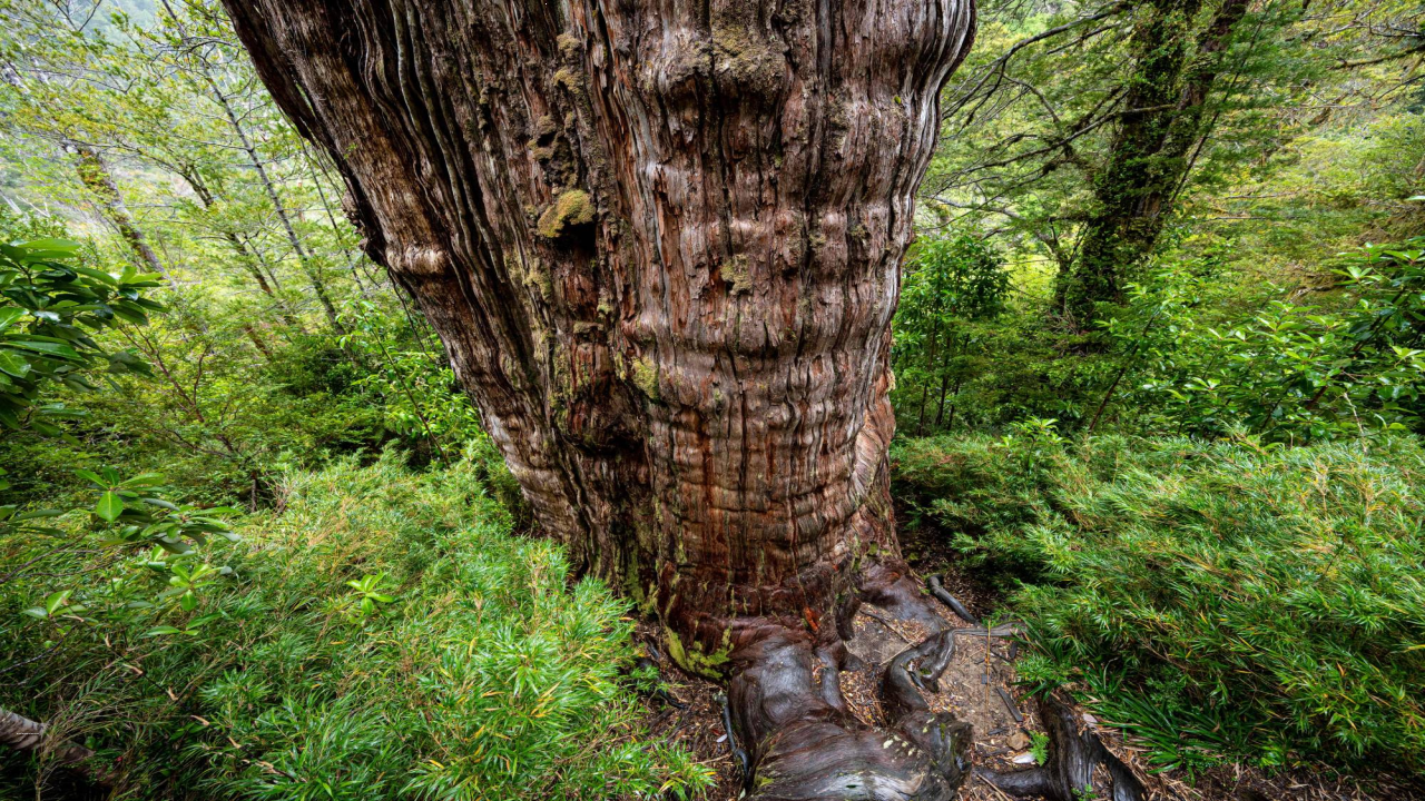 Great Grandfather Tree - GKToday