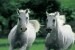 Lipizzan Horses