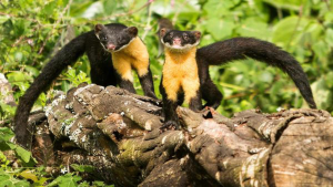 Nilgiri Marten – Current Updates (May, 2023)