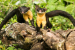 Nilgiri Marten – Current Updates (May, 2023)