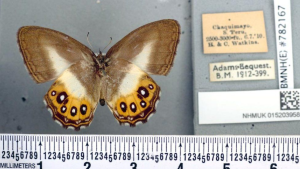 Saurona Genus