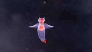 Climate Change Impact on Sea Butterflies
