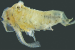 New Species of Spiny Clam Shrimps
