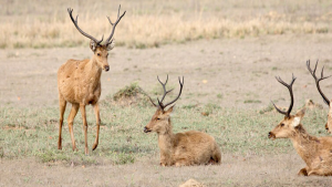 Swamp Deer Released into Bandhavgarh Tiger Reserve (BTR)