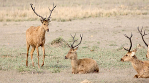 बांधवगढ़ टाइगर रिजर्व में बारहसिंघा (Swamp Deer) को छोड़ा गया