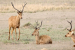 Swamp Deer Released into Bandhavgarh Tiger Reserve (BTR)