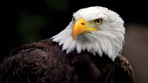 American Bald Eagle