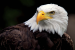 American Bald Eagle