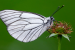 Black-veined White Butterfly