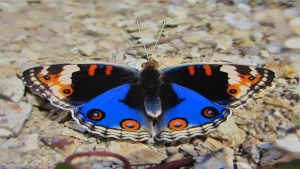Blue Pansy (Junonia Orithya)