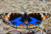 Blue Pansy (Junonia Orithya)