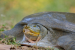Burmese Peacock Softshell Turtles
