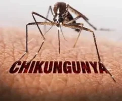 लाइव चिकनगुनिया वैक्सीन का परीक्षण किया गया