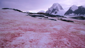Watermelon Snow – Current Updates (June, 2023)
