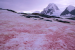 Watermelon Snow – Current Updates (June, 2023)