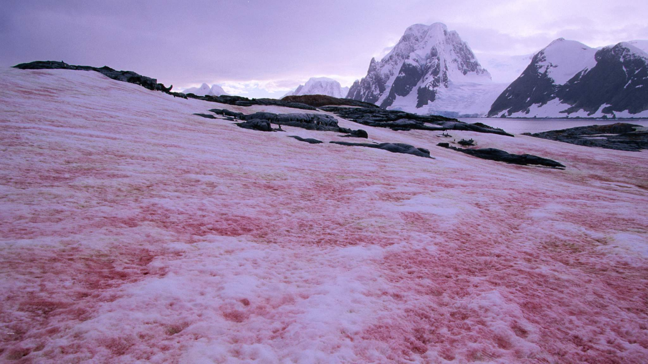 Watermelon Snow and Palm-Size Snowflakes: Exciting Facts About Snow