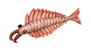 Anomalocaris canadensis