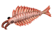 Anomalocaris canadensis