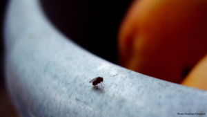 Fruit Flies’ Defences Against Common Bacteria