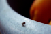 Fruit Flies’ Defences Against Common Bacteria