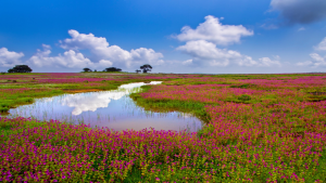 कास पठार (Kaas Plateau) : मुख्य बिंदु