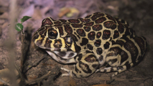 Santa Fe Frog